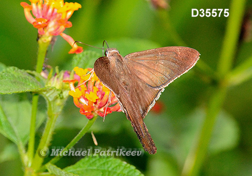 Plain Longtail (Urbanus simplicius)